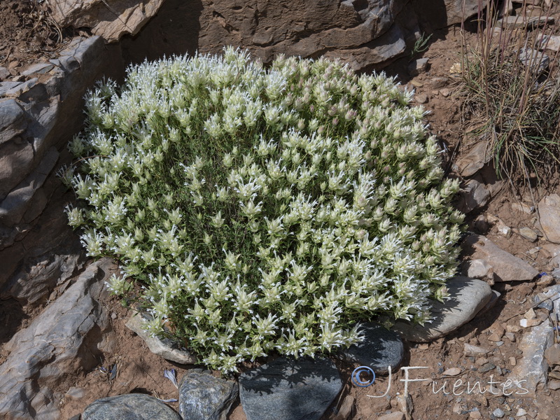 Thymus membranaceus.14