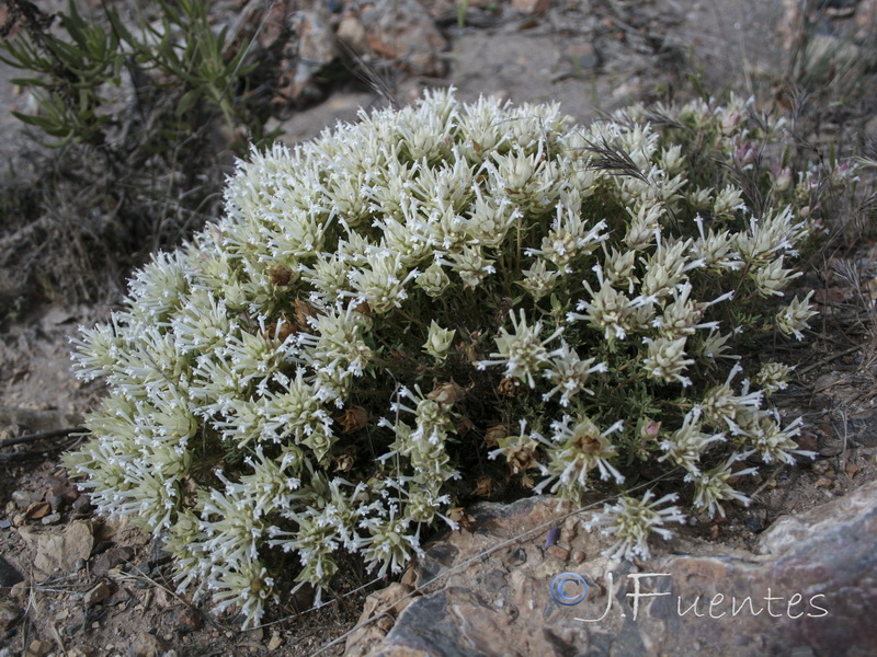 Thymus membranaceus.15