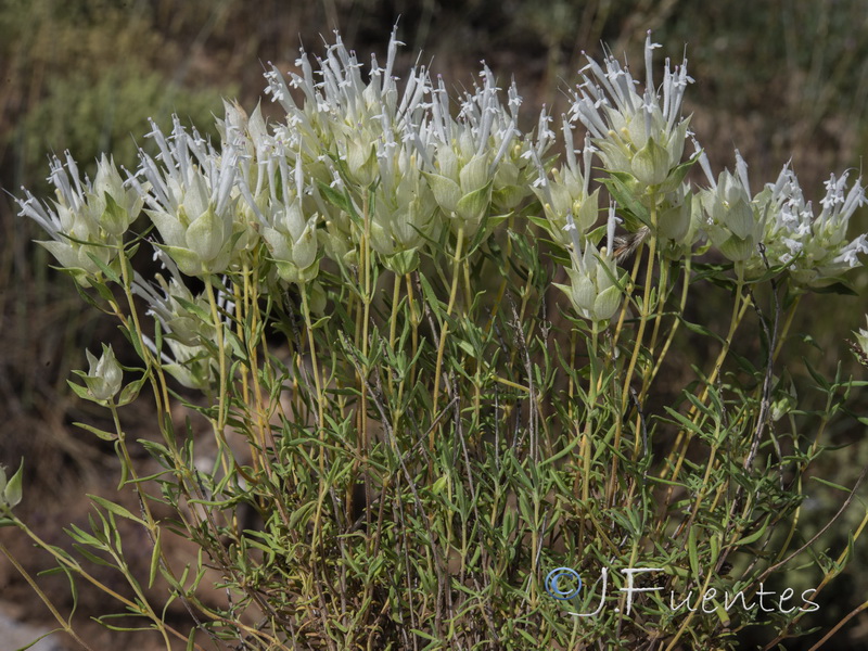 Thymus membranaceus.18
