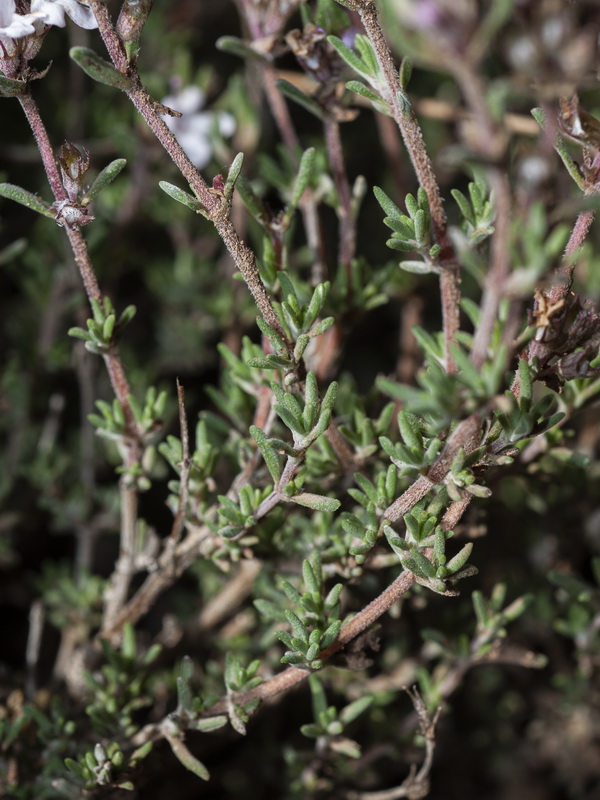 Thymus orospedanus.03