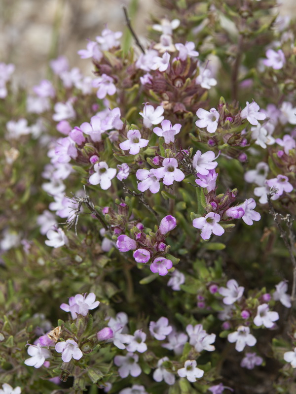 Thymus orospedanus.08