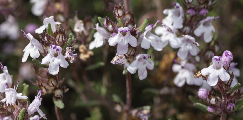 Thymus orospedanus.09