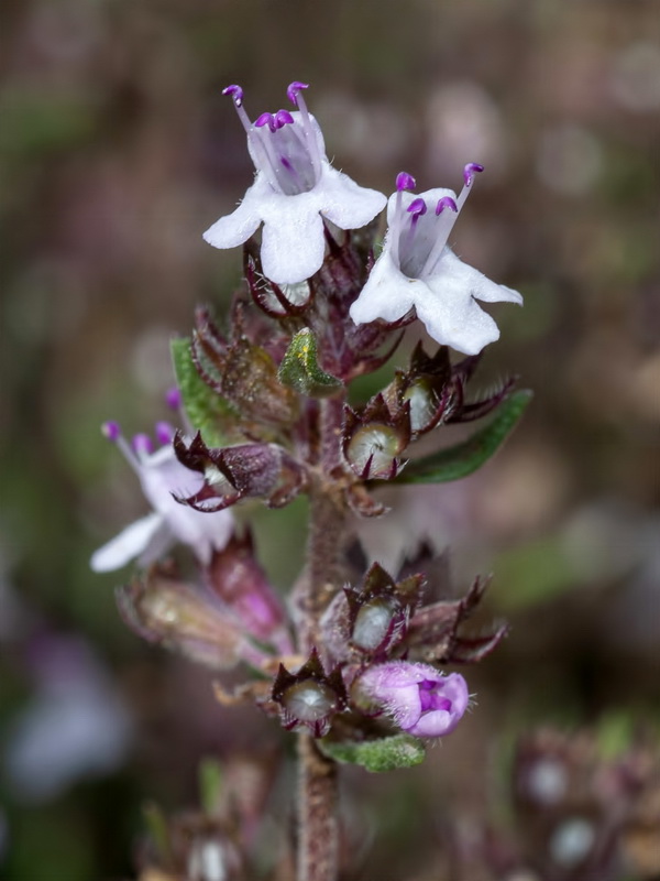 Thymus orospedanus.10