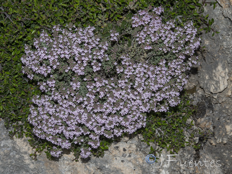 Thymus orospedanus.12