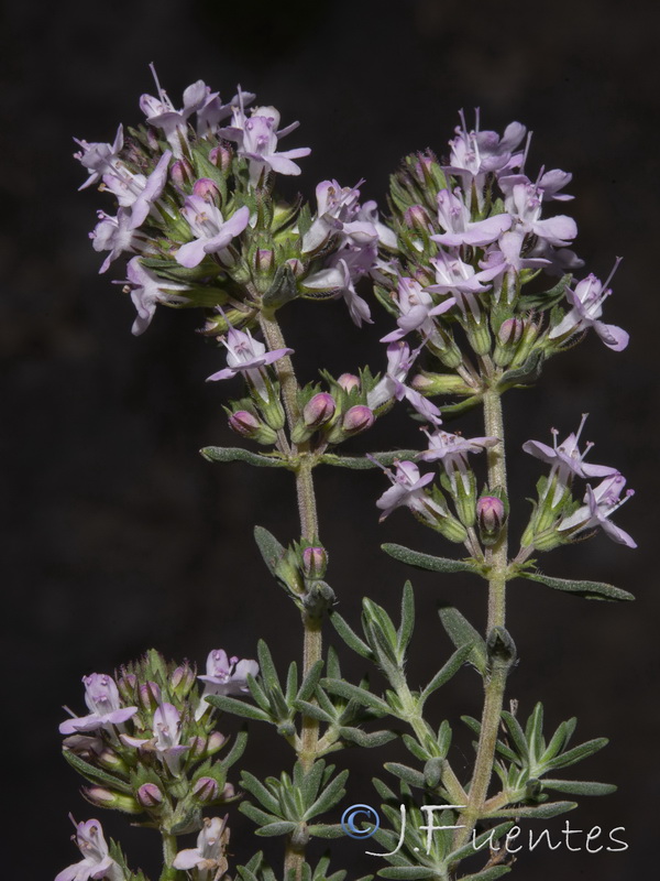 Thymus orospedanus.14