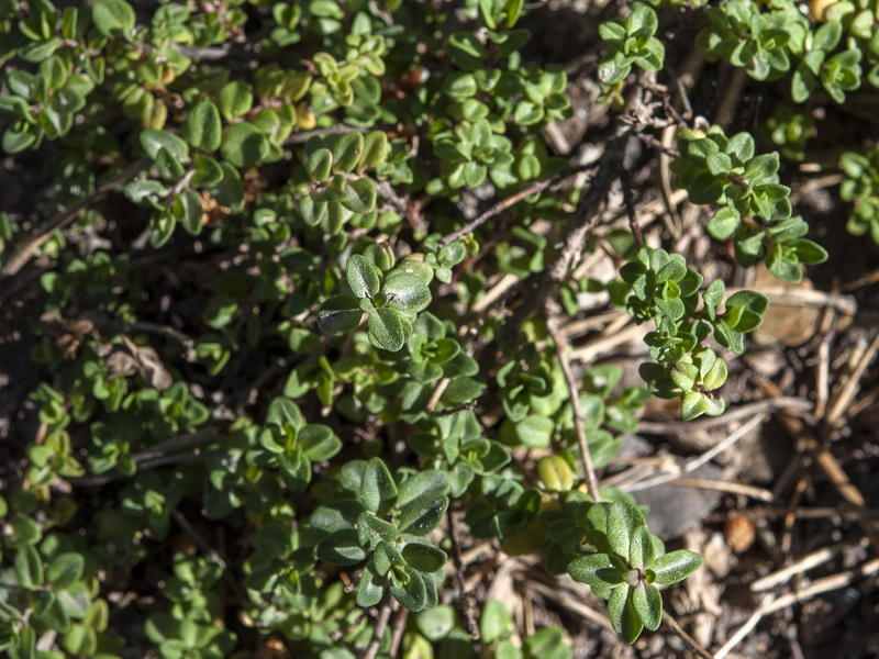 Thymus pulegioides.05