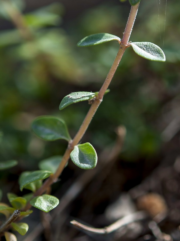Thymus pulegioides.06