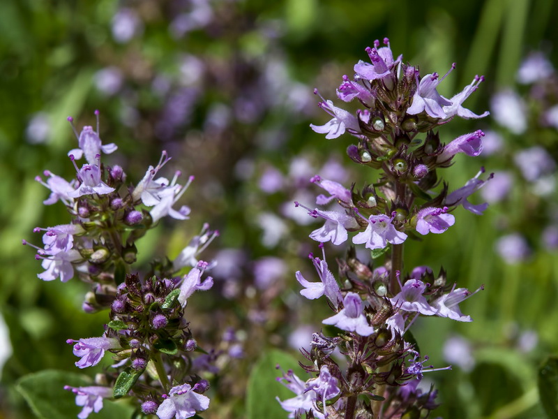 Thymus pulegioides.09