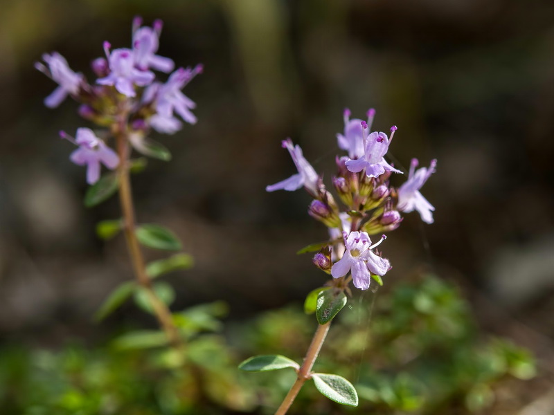 Thymus pulegioides.11