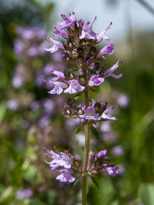Thymus pulegioides.15