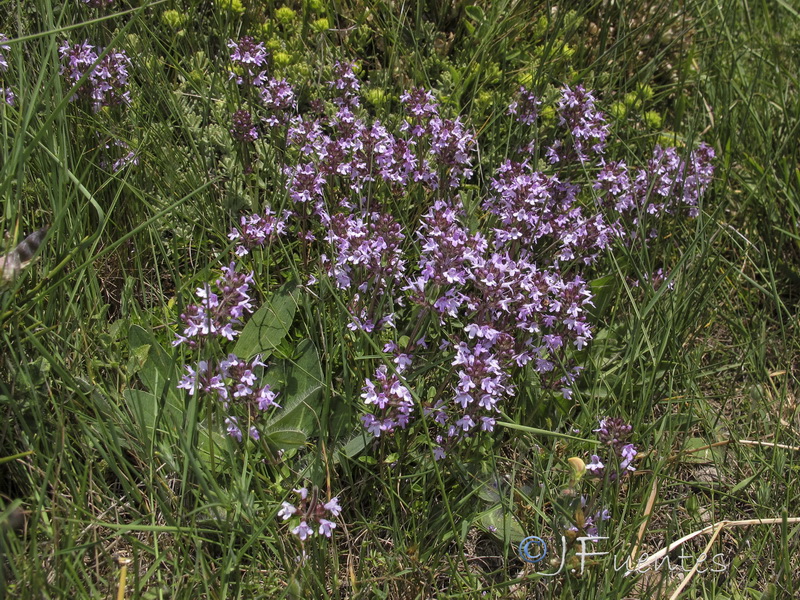 Thymus pulegioides.18