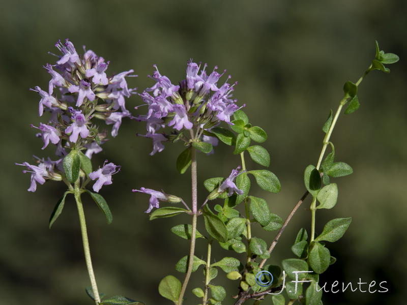 Thymus pulegioides.28