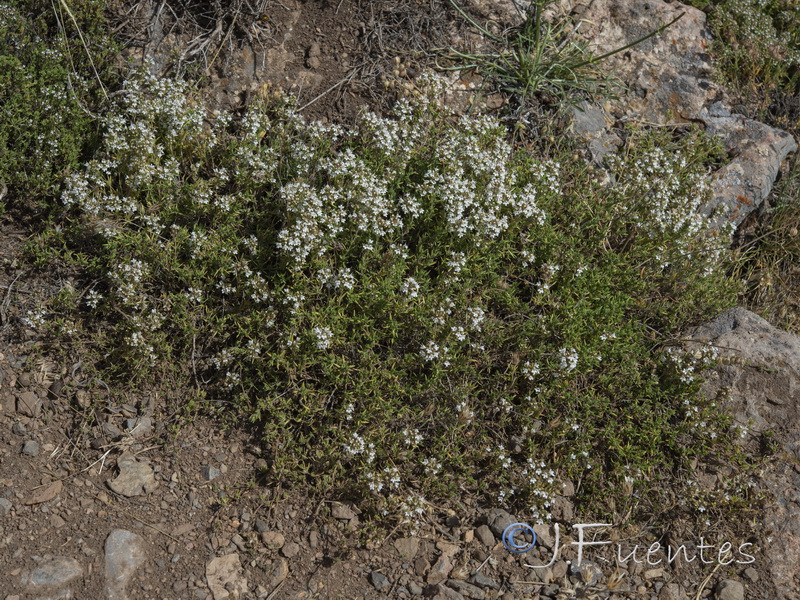 Thymus serpylloides gadorensis.01