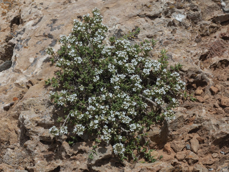 Thymus serpylloides gadorensis.06
