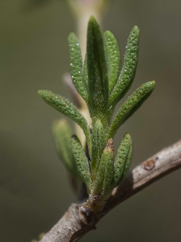 Thymus serpylloides gadorensis.09