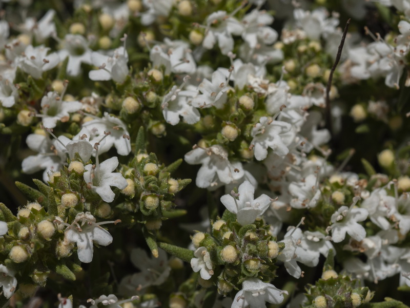 Thymus serpylloides gadorensis.11
