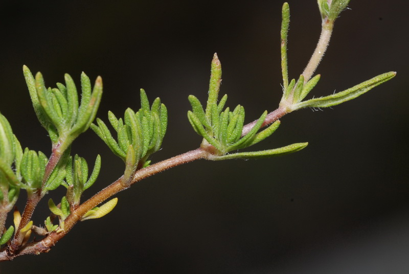 Thymus serpylloides serpylloides.09