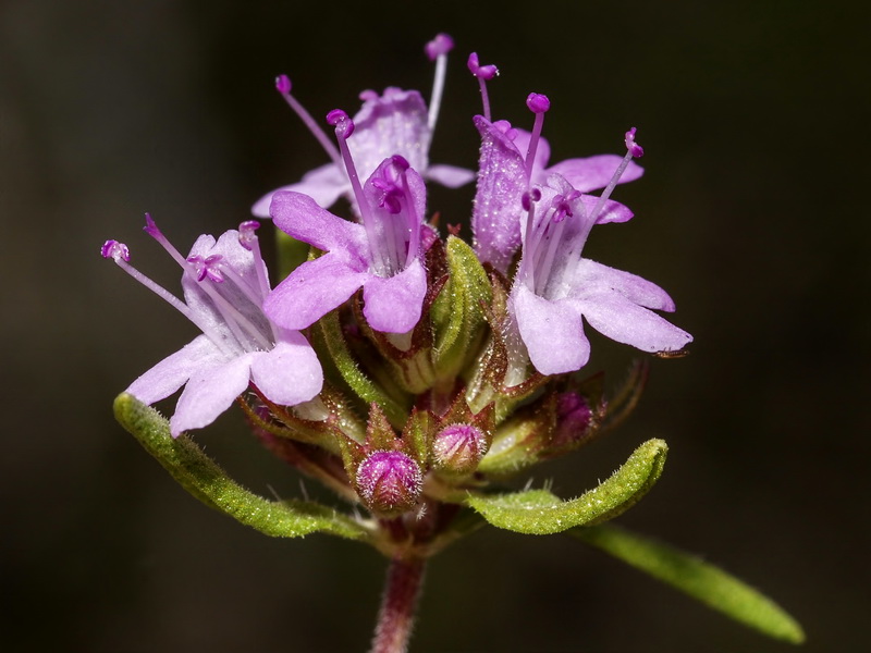 Thymus serpylloides serpylloides.16