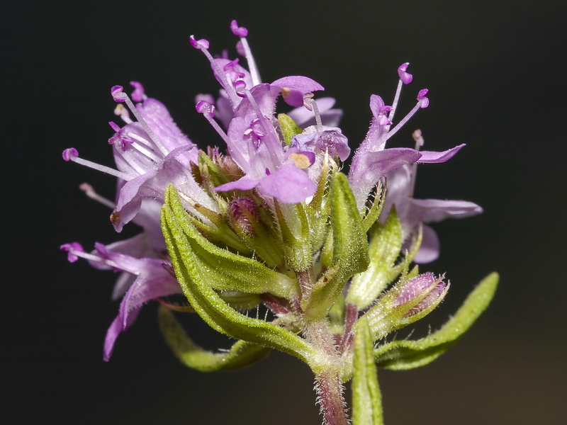 Thymus serpylloides serpylloides.19
