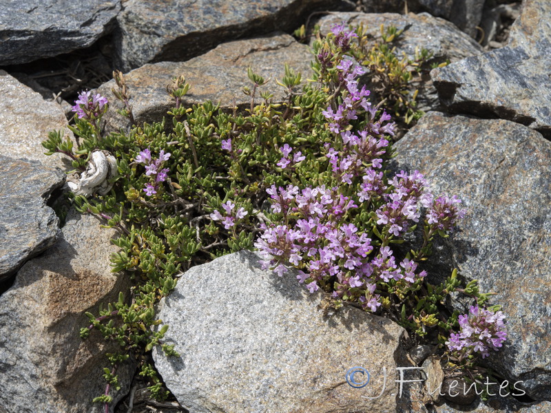 Thymus serpylloides serpylloides.21