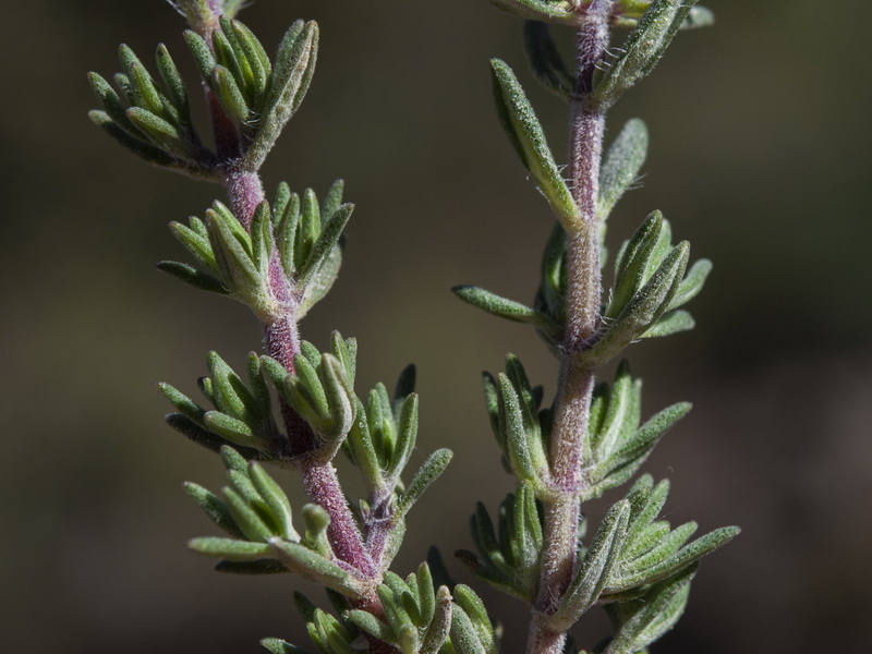 Thymus vulgaris vulgaris.04