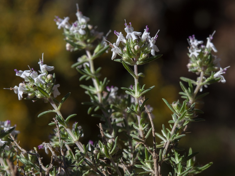 Thymus vulgaris vulgaris.09