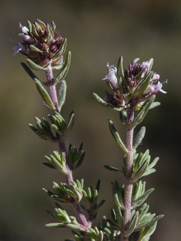 Thymus vulgaris vulgaris.12