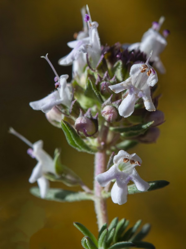 Thymus vulgaris vulgaris.14