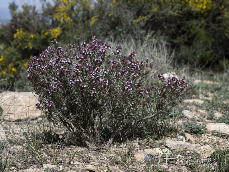 Thymus vulgaris vulgaris.02