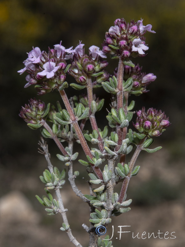 Thymus vulgaris vulgaris.17