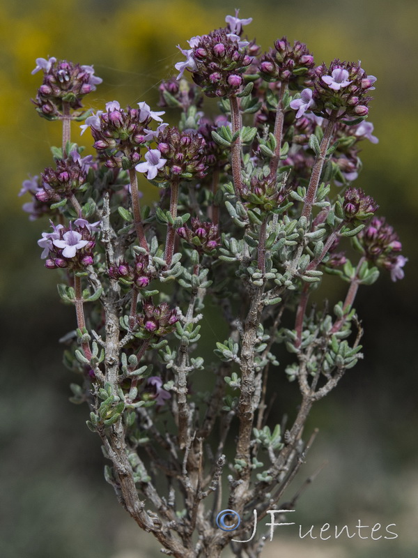 Thymus vulgaris vulgaris.19