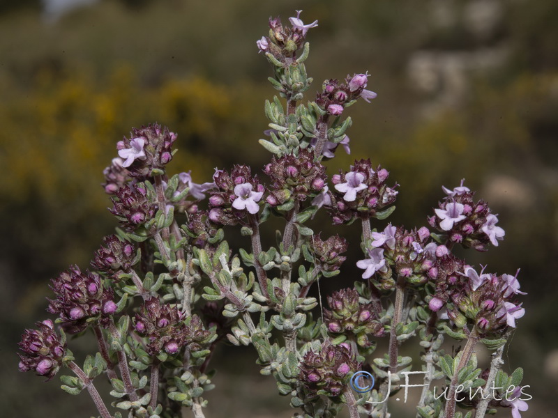 Thymus vulgaris vulgaris.21