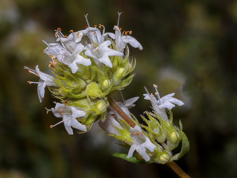 Thymus x hieronymi.05