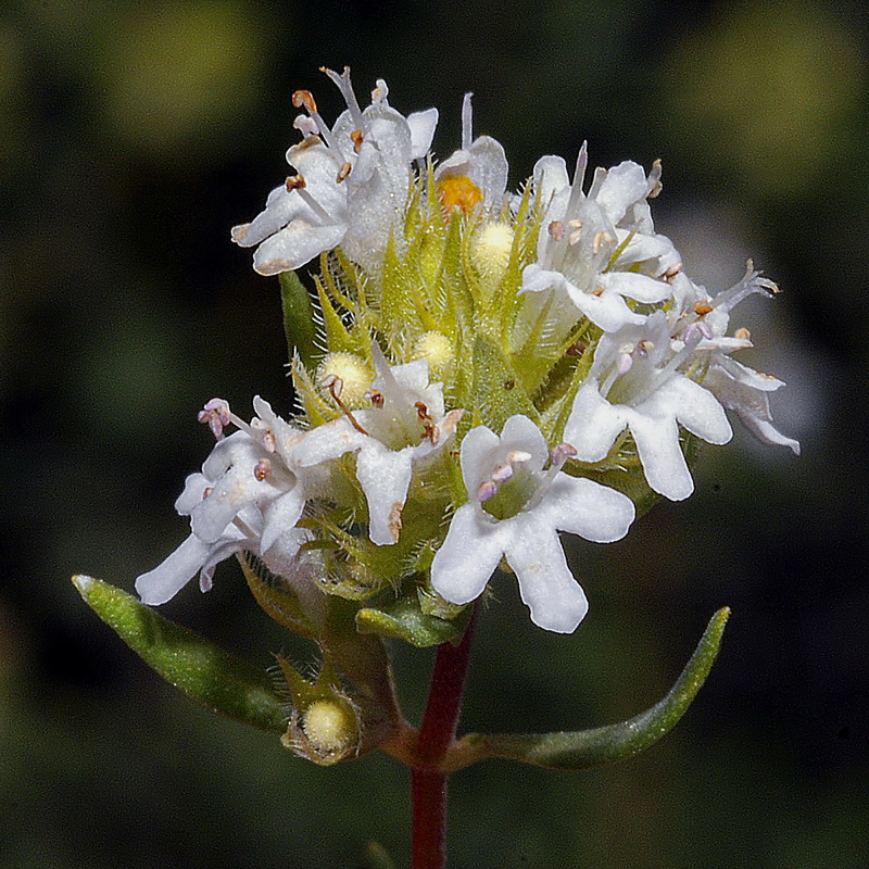 Thymus x hieronymi.06