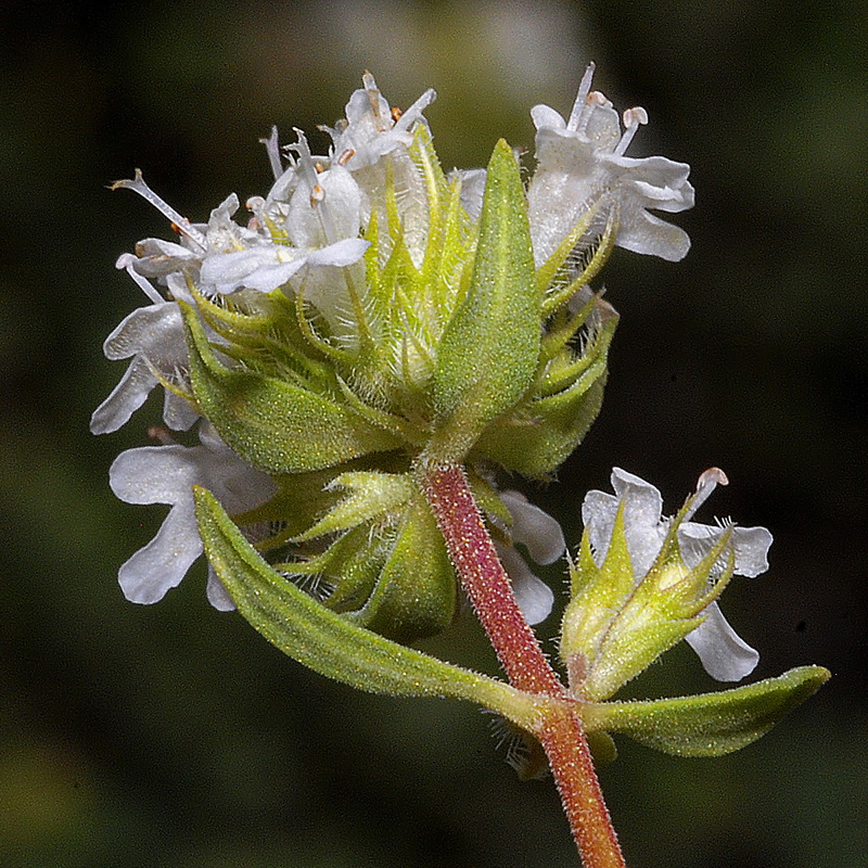 Thymus x hieronymi.09