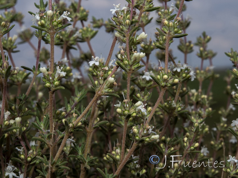 Thymus zygis gracilis.03