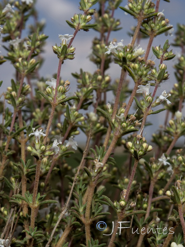 Thymus zygis gracilis.04