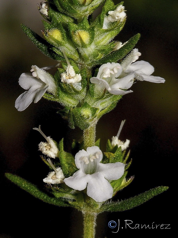 Thymus zygis gracilis.08