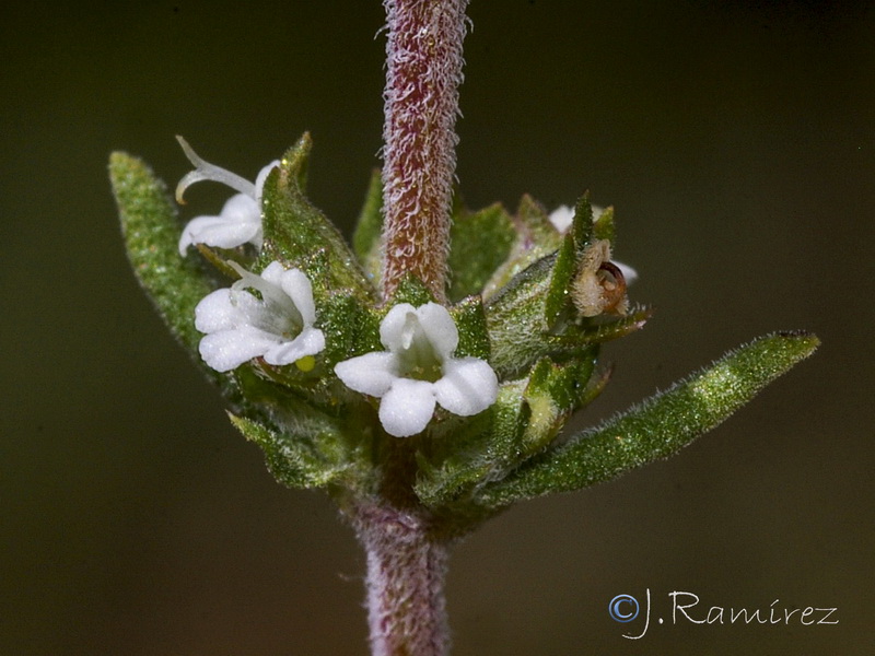 Thymus zygis gracilis.09