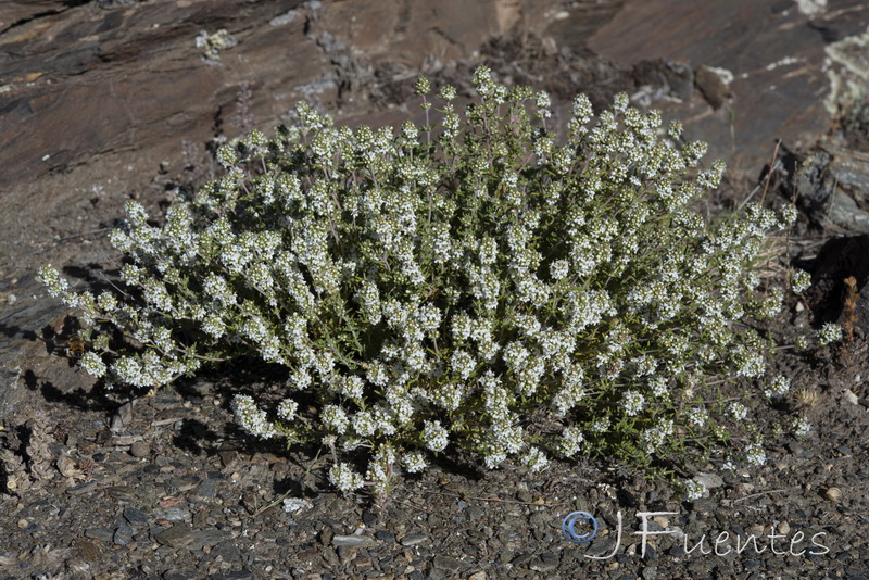 Thymus zygis gracilis.10