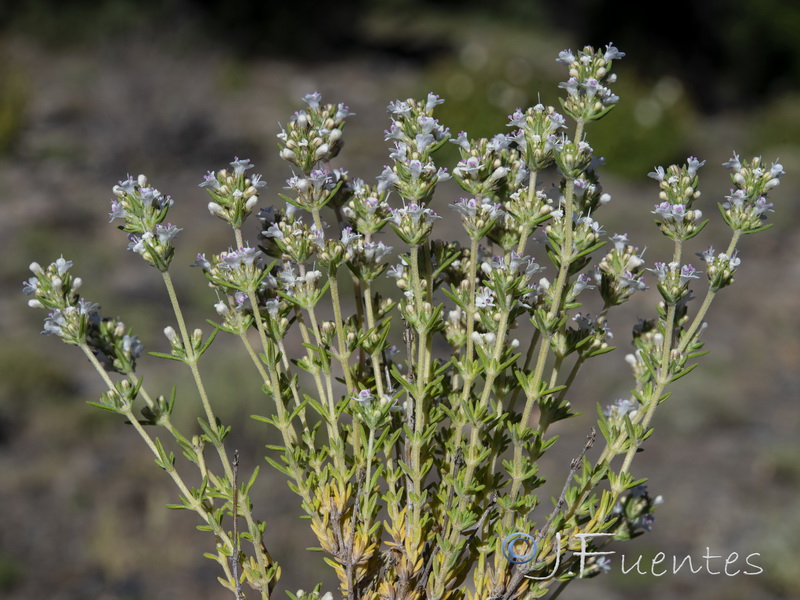 Thymus zygis gracilis.01