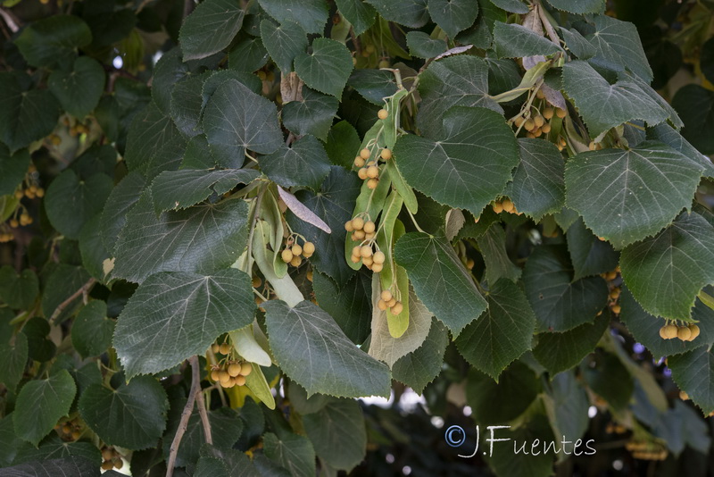 Tilia cordata.13