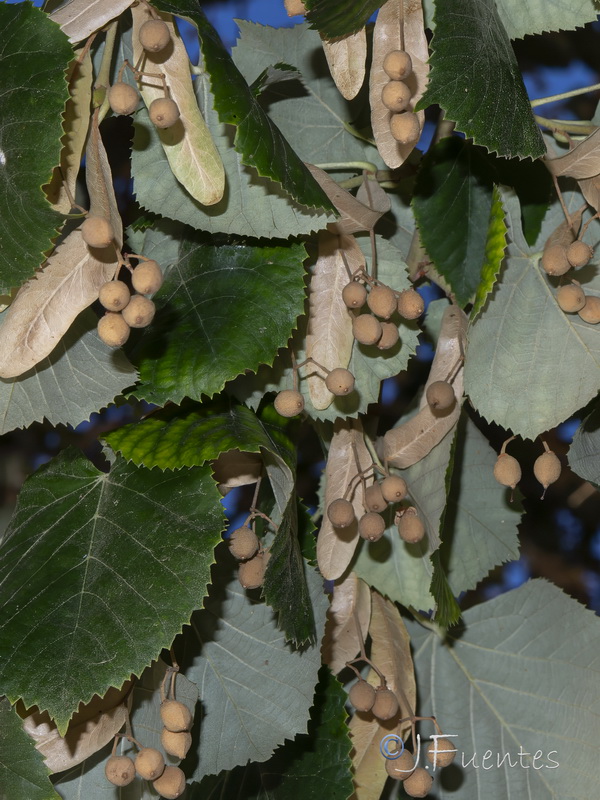Tilia cordata.15