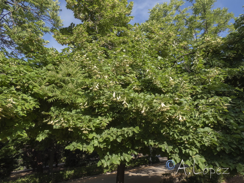Tilia cordata.16