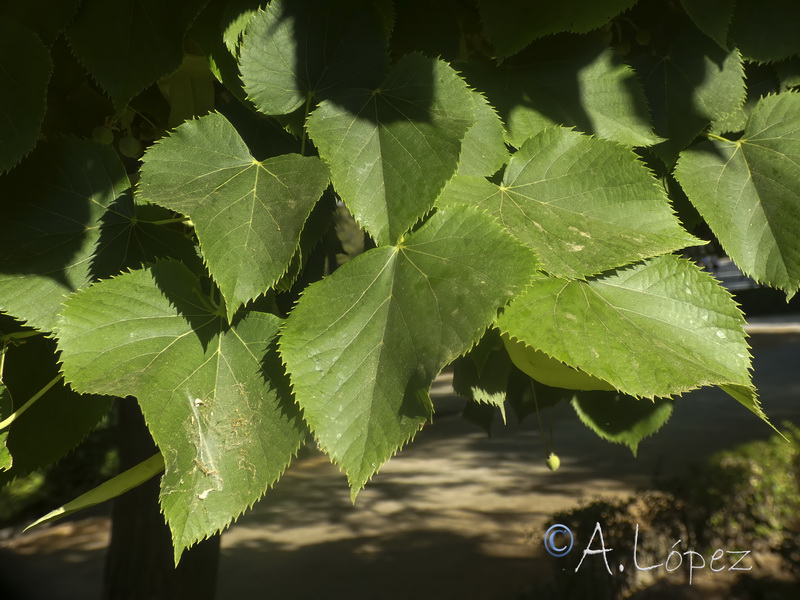 Tilia cordata.17