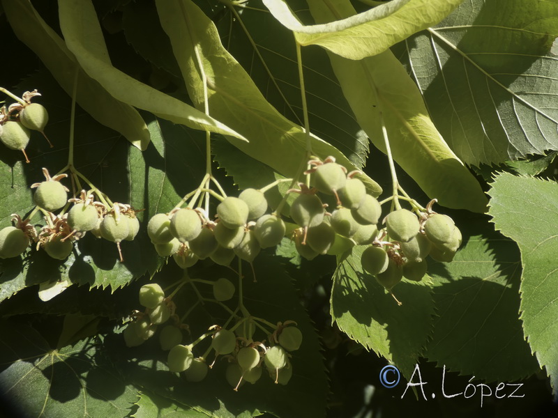 Tilia cordata.18
