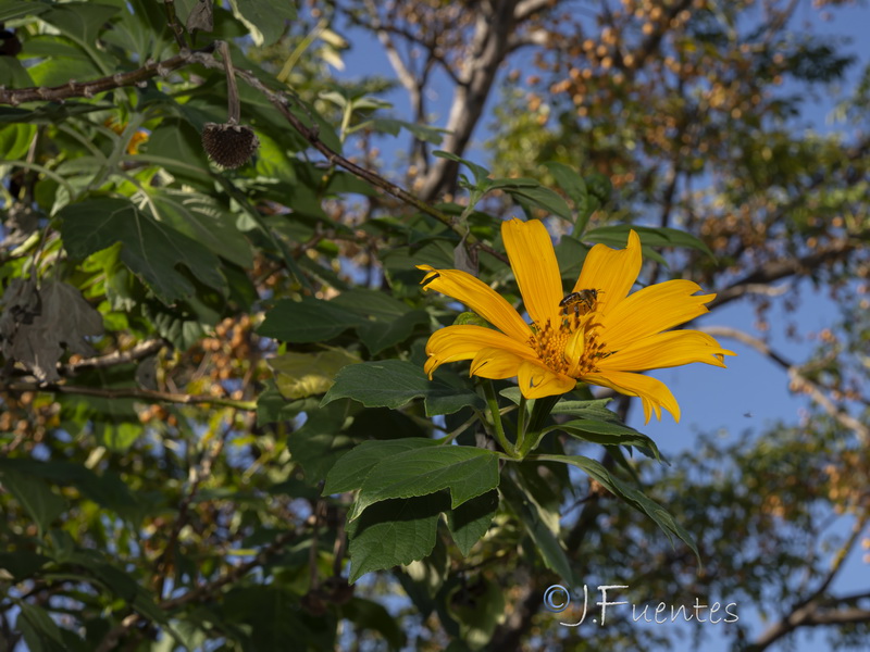 Tithonia diversifolia.03