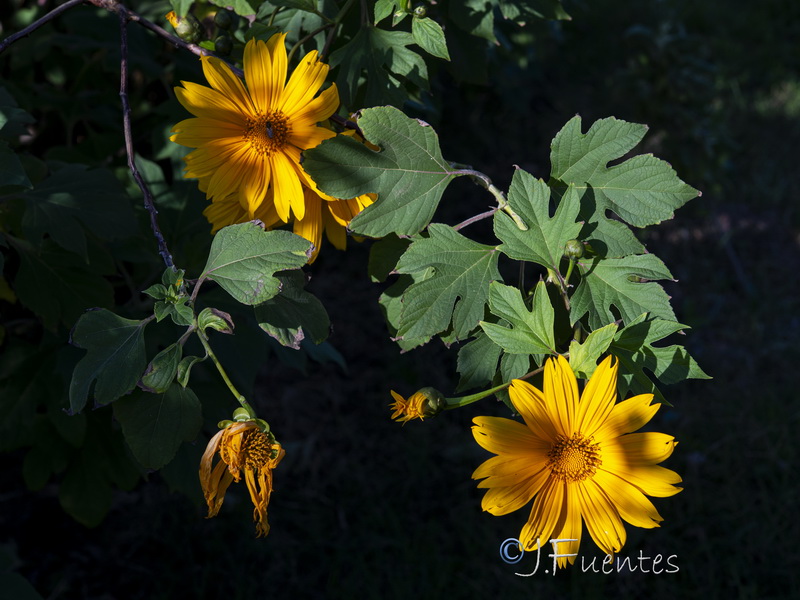 Tithonia diversifolia.04