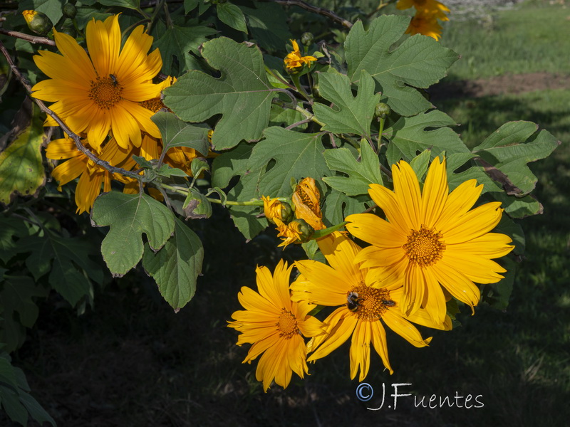 Tithonia diversifolia.05