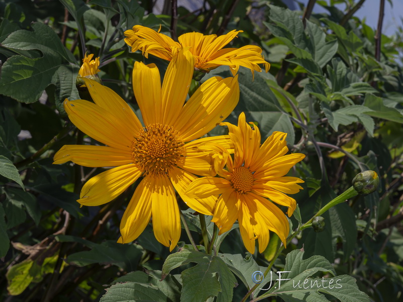 Tithonia diversifolia.06